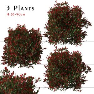 Set Of Red Tip Photinia Plant ( Photinia Fraseri )