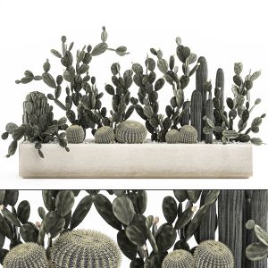 Prickly Pear Cactus Collection In A Flowerpot 1103