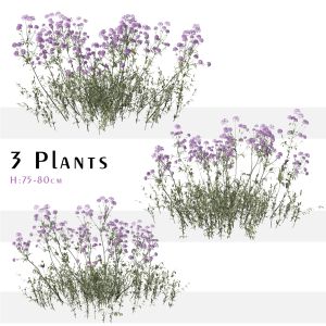 Set Of Verbena Bonariensis Plant ( Vervain )