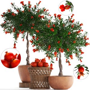 Pomegranate Tree With Fruit 264