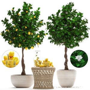 Lemon Tree With Fruit 263