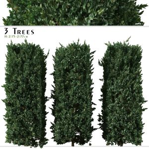 Set Of Prunus Caroliniana Tree ( Cherry Laurel )