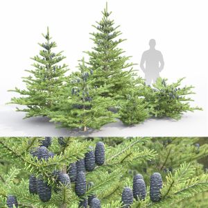 Abies Koreana 01