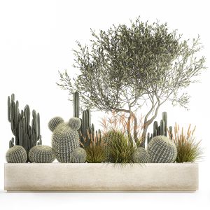 Cactus Set In A Flowerpot Landscaping Olive Tree