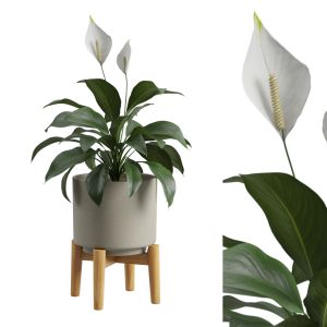 Peace Lily Potted Plant