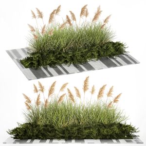 Juniper Bushes And Pampas Grass For Landscaping