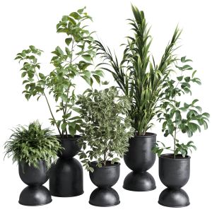 Indoor Plant Set 338 Ficus Rubbery Palm Fern Bush