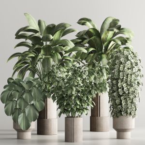 Indoor Plant Set 96