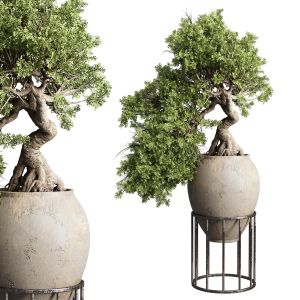 Bonsai Tree In An Old Earthenware Vase Indoor Plan