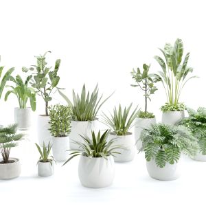 Indoor Plant Set 01