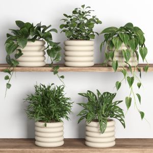 Plants On Shelf 06