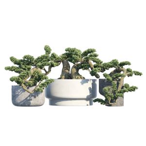 Bonsai