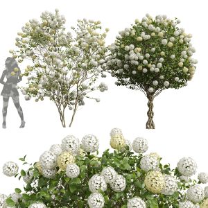 Viburnum Macrocephalum Bush Decorative001