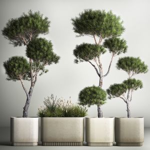 Decorative Pine Topiary In A Garden Flowerpot