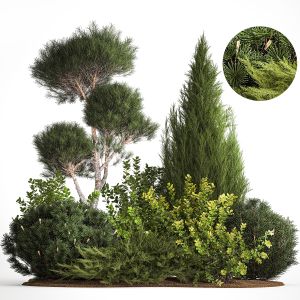 Garden Of Niwaki Thuja Juniper And Barberry