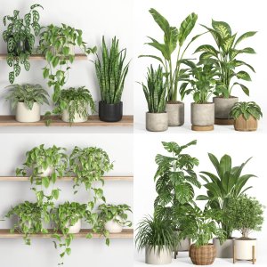 indoor pot collection