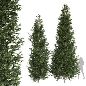 2diffrent Tree Carpinus Betulus Med Tall 001