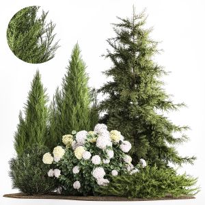 Garden Thuja Spruce Juniper And Hydrangea Bushes