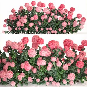 Pink Hydrangea Bushes For Garden Landscaping