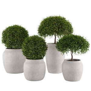 Set 4 Indoor And Outdoor Aglaia Odorata Planters