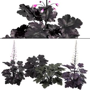 Primo Black Pearl Coral Bells Plant Flowers