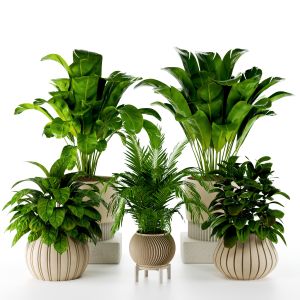 Indoor Plants In Rusty Concrete Pot - Set-85