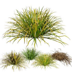 Dwarf Mondo Grass 3d Pack