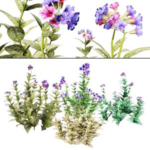 Lungwort Flowers 3d Pack