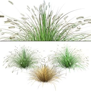 Little Bunny Fountain Grass