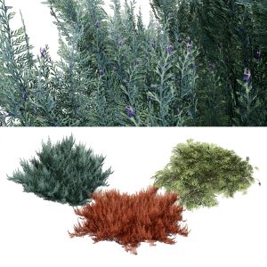 Juniperus Horizontalis 'bar Harbor' 3d Model