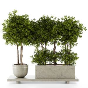 Indoor Plants In Concrete Pot - Set-87