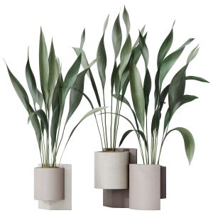 Houseplants Aspidistra Elatior Cast Iron Plant 02