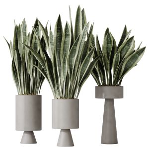 Houseplants Snake Green Sansevieria Trifasciata0