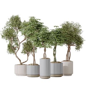 Arboricola Umbrella And Olivo Olea Tree Vases