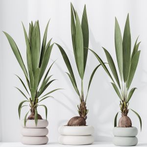 Houseplants Genus Cocos Nucifera Coconut Palm