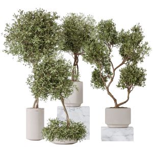 Olive Artificial Olivo Olea Tree