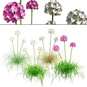 Sea Thrift Flowers 3d Pack