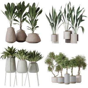 5 Different SETS of Plant Indoor. SET VOL139