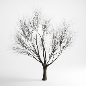 Bare Tree