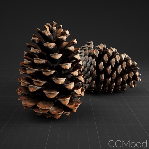 Pine Cone_01