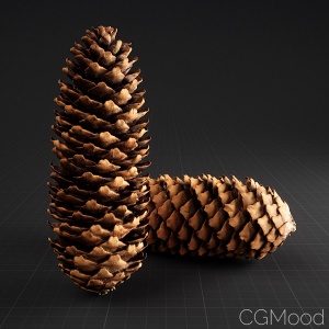 Pine Cone_02