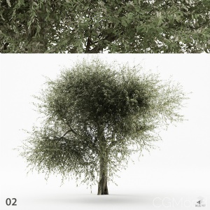 Olive Tree 02