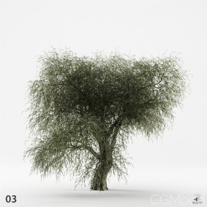 Olive Tree 03