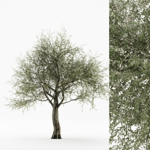 Olive Tree 04