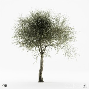 Olive Tree 06