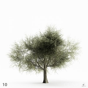 Olive Tree 10