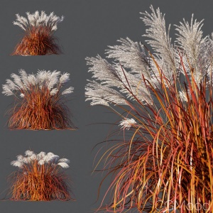 Miscanthus Sinensis Ghana