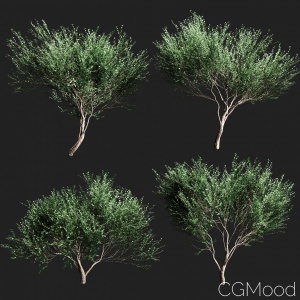 Set Of Olive Trees V2 - 4  Models