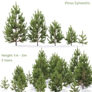 Pinus Sylvestris Young  01