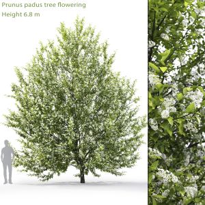 Prunus Padus 01